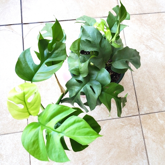 SOLD Rhaphidophora Tetrasperma | 5.5" pot - Picture 5 of 10